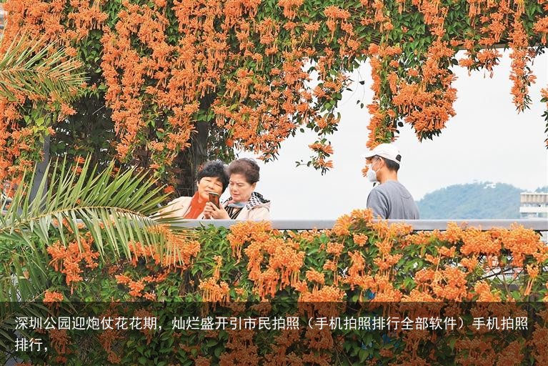深圳公园迎炮仗花花期，灿烂盛开引市民拍照（手机拍照排行全部软件）手机拍照排行，