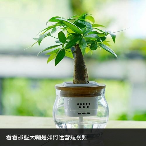 看看那些大咖是如何运营短视频