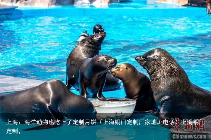 上海：海洋动物也吃上了定制月饼（上海铜门定制厂家地址电话）上海铜门定制，