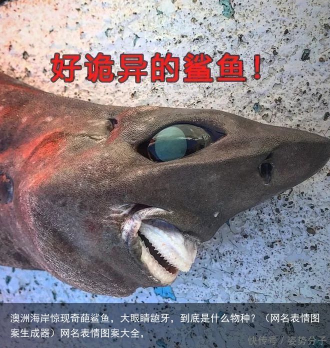 澳洲海岸惊现奇葩鲨鱼，大眼睛龅牙，到底是什么物种？（网名表情图案生成器）网名表情图案大全，
