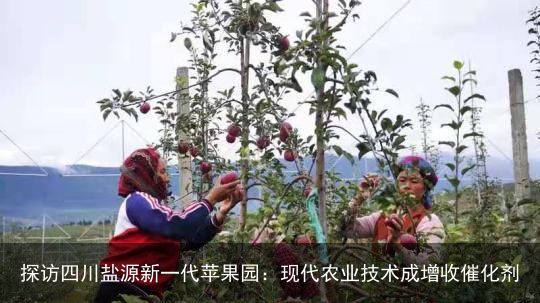 探访四川盐源新一代苹果园：现代农业技术成增收催化剂