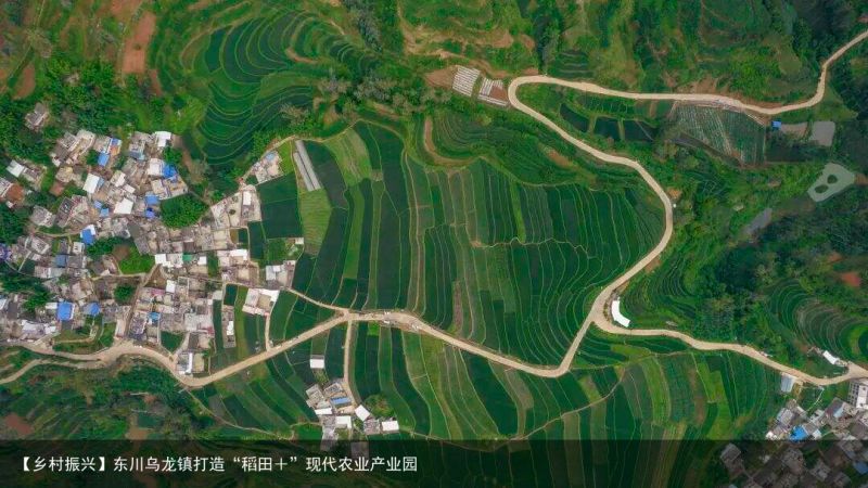 【乡村振兴】东川乌龙镇打造“稻田＋”现代农业产业园