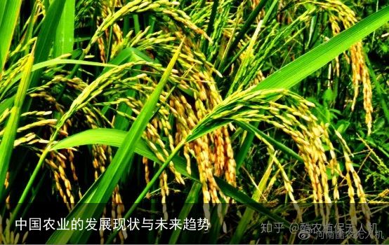 中国农业的发展现状与未来趋势