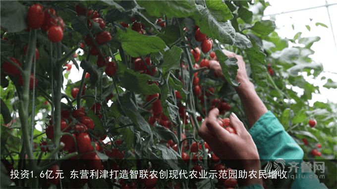 投资1.6亿元 东营利津打造智联农创现代农业示范园助农民增收