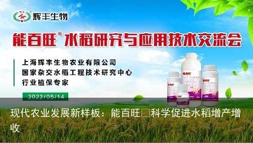 现代农业发展新样板：能百旺®科学促进水稻增产增收