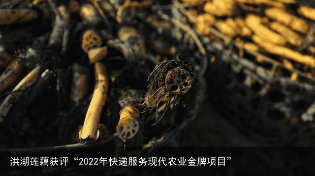 洪湖莲藕获评“2022年快递服务现代农业金牌项目”