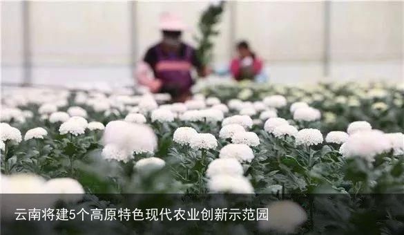 云南将建5个高原特色现代农业创新示范园