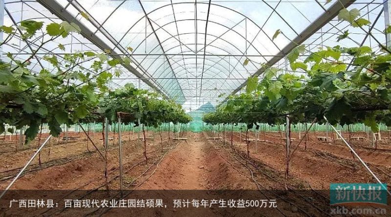 广西田林县：百亩现代农业庄园结硕果，预计每年产生收益500万元