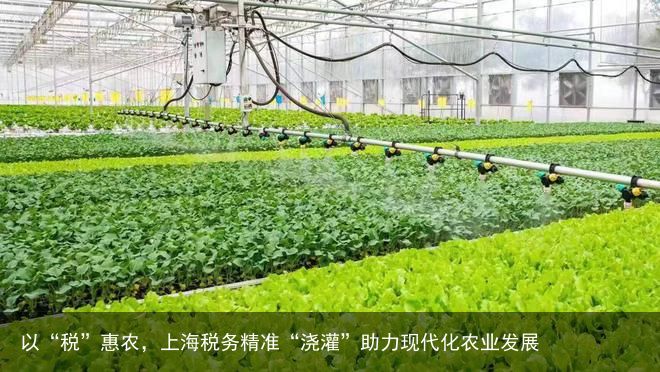 以“税”惠农，上海税务精准“浇灌”助力现代化农业发展