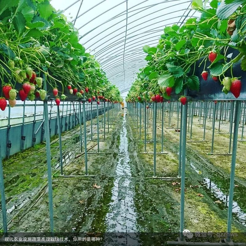 现代农业设施蔬菜高效栽培技术，你用的是哪种?
