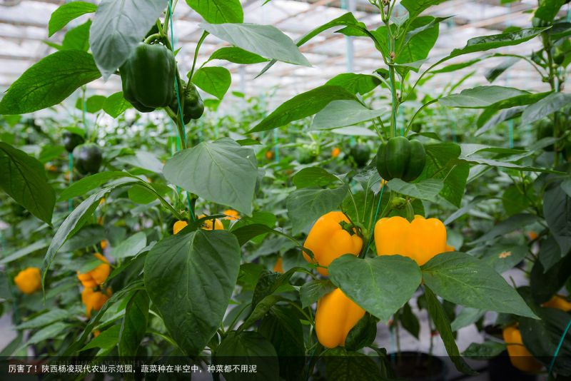 厉害了！陕西杨凌现代农业示范园，蔬菜种在半空中，种菜都不用泥