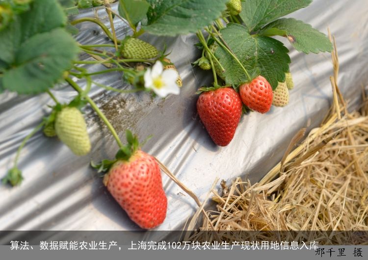 算法、数据赋能农业生产，上海完成102万块农业生产现状用地信息入库