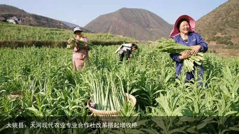 大姚县：天河现代农业专业合作社改革搭起增收桥