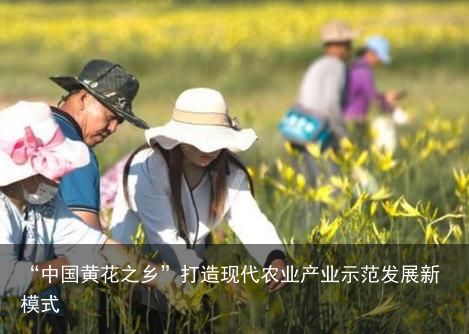 “中国黄花之乡”打造现代农业产业示范发展新模式