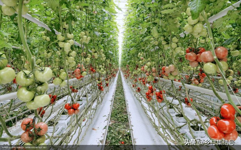 荷兰高度发达的现代设施农业，如何助力西红柿产业大飞跃？