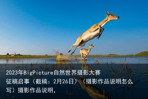 2023年BigPicture自然世界摄影大赛征稿启事（截稿：2月26日）（摄影作品说明怎么写）摄影作品说明，