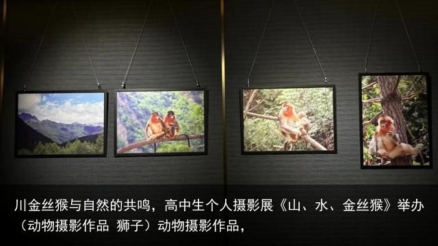 川金丝猴与自然的共鸣，高中生个人摄影展《山、水、金丝猴》举办（动物摄影作品 狮子）动物摄影作品，