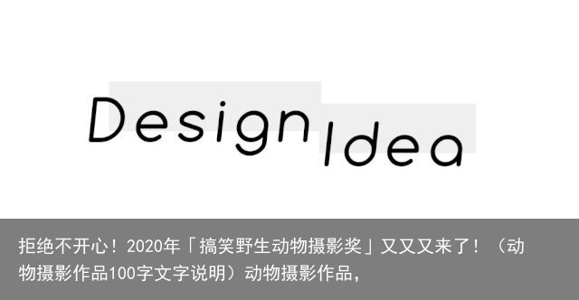 拒绝不开心！2020年「搞笑野生动物摄影奖」又又又来了！（动物摄影作品100字文字说明）动物摄影作品，