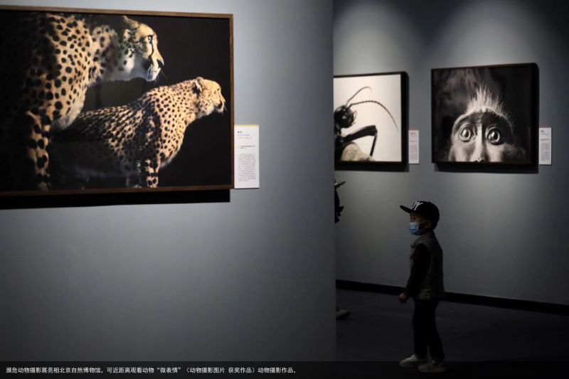 濒危动物摄影展亮相北京自然博物馆，可近距离观看动物“微表情”（动物摄影图片 获奖作品）动物摄影作品，