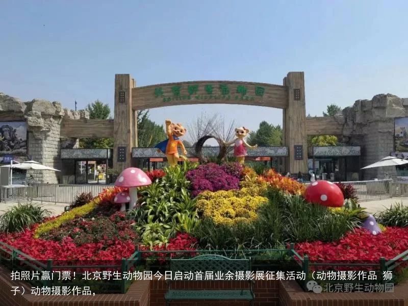 拍照片赢门票！北京野生动物园今日启动首届业余摄影展征集活动（动物摄影作品 狮子）动物摄影作品，