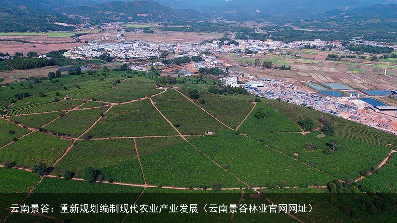 云南景谷：重新规划编制现代农业产业发展（云南景谷林业官网网址）