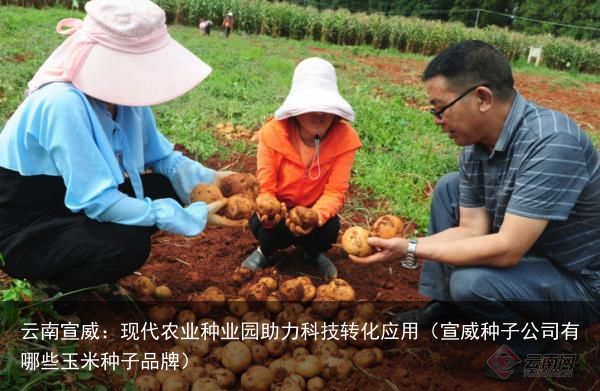 云南宣威：现代农业种业园助力科技转化应用（宣威种子公司有哪些玉米种子品牌）