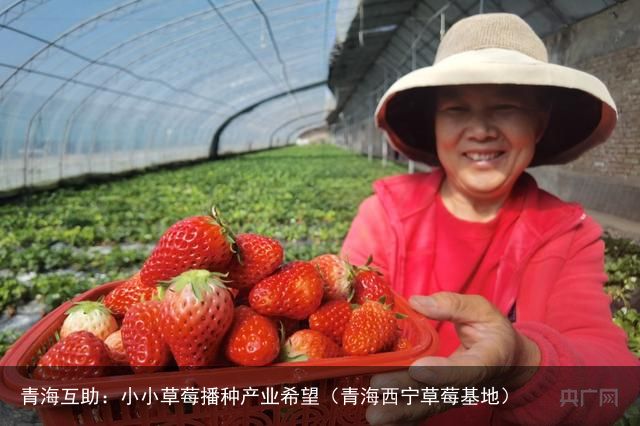 青海互助：小小草莓播种产业希望（青海西宁草莓基地）