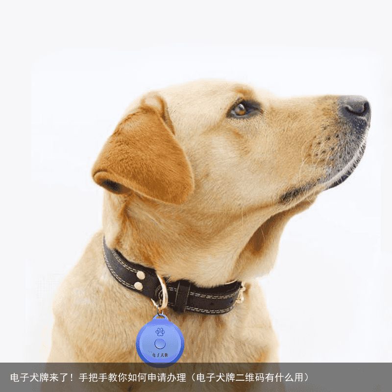 电子犬牌来了！手把手教你如何申请办理（电子犬牌二维码有什么用）