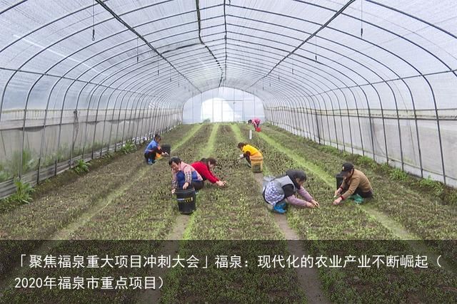「聚焦福泉重大项目冲刺大会」福泉：现代化的农业产业不断崛起（2020年福泉市重点项目）