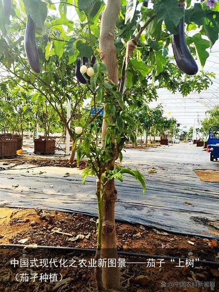 中国式现代化之农业新图景——茄子“上树”（茄孑种植）