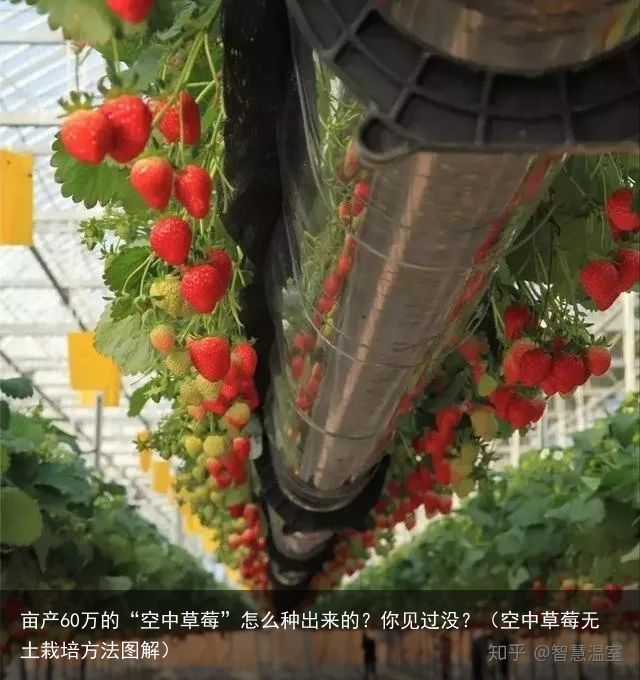 亩产60万的“空中草莓”怎么种出来的？你见过没？（空中草莓无土栽培方法图解）