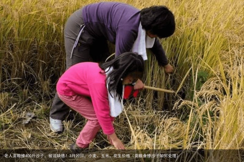 老人卖粮掺400斤沙子，被说缺德！3月20日，小麦、玉米、花生价格（卖粮食掺沙子如何处理）