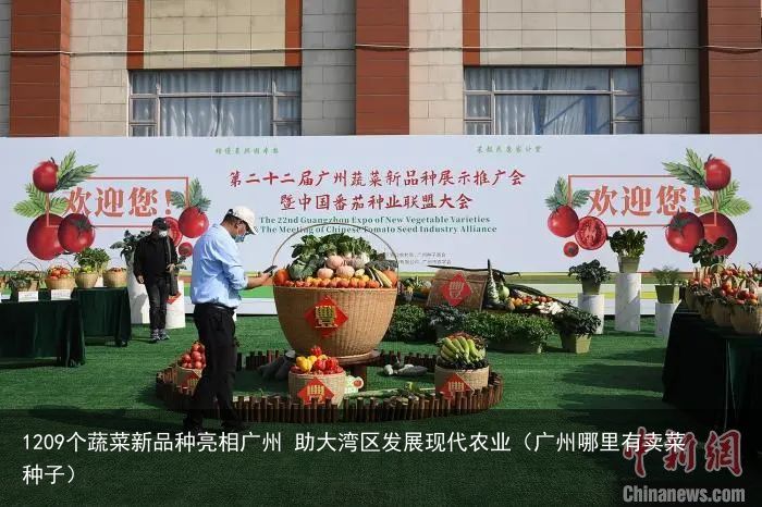 1209个蔬菜新品种亮相广州 助大湾区发展现代农业（广州哪里有卖菜种子）