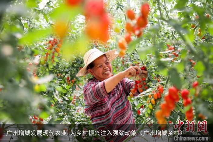 广州增城发展现代农业 为乡村振兴注入强劲动能（广州增城乡村）