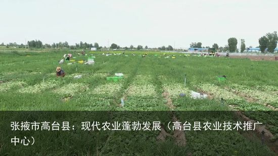 张掖市高台县：现代农业蓬勃发展（高台县农业技术推广中心）