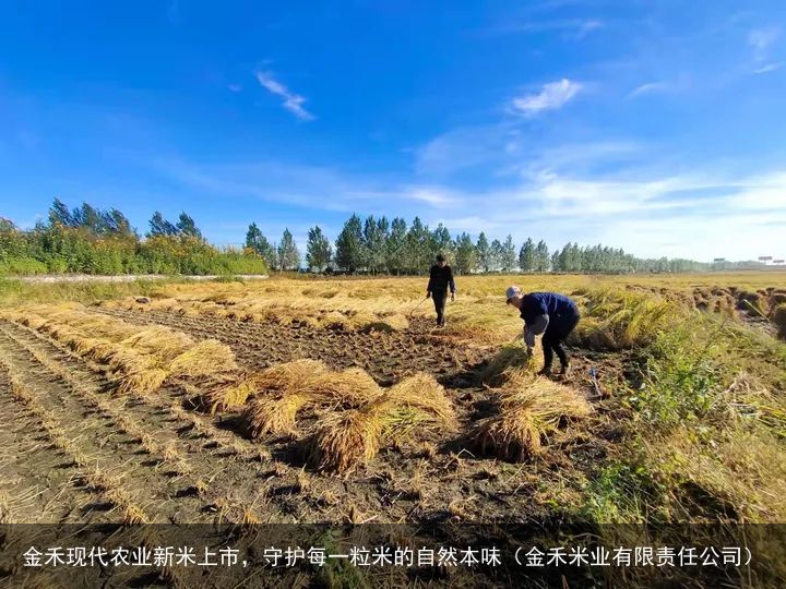 金禾现代农业新米上市，守护每一粒米的自然本味（金禾米业有限责任公司）