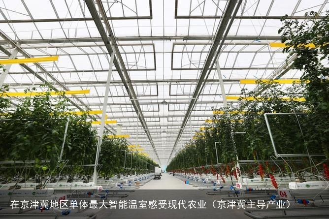 在京津冀地区单体最大智能温室感受现代农业（京津冀主导产业）