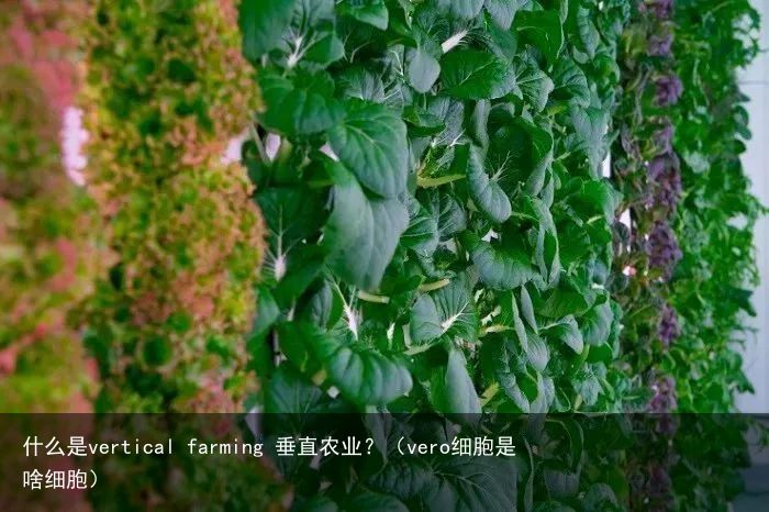 什么是vertical farming 垂直农业？（vero细胞是啥细胞）