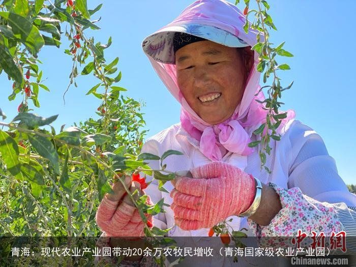 青海：现代农业产业园带动20余万农牧民增收（青海国家级农业产业园）