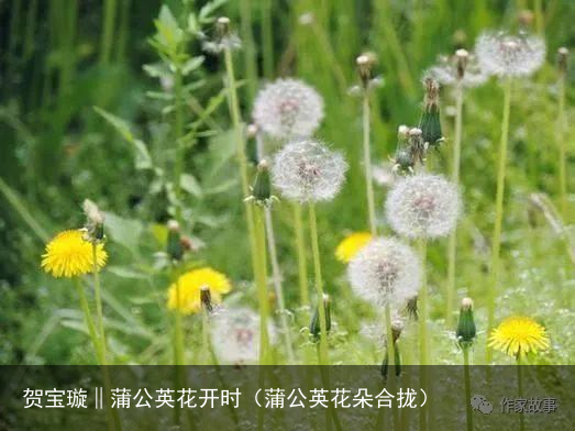 贺宝璇‖蒲公英花开时（蒲公英花朵合拢）