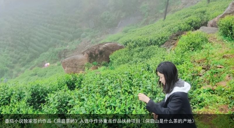 番茄小说独家签约作品《洞庭茶师》入选中作协重点作品扶持项目（洞庭山是什么茶的产地）