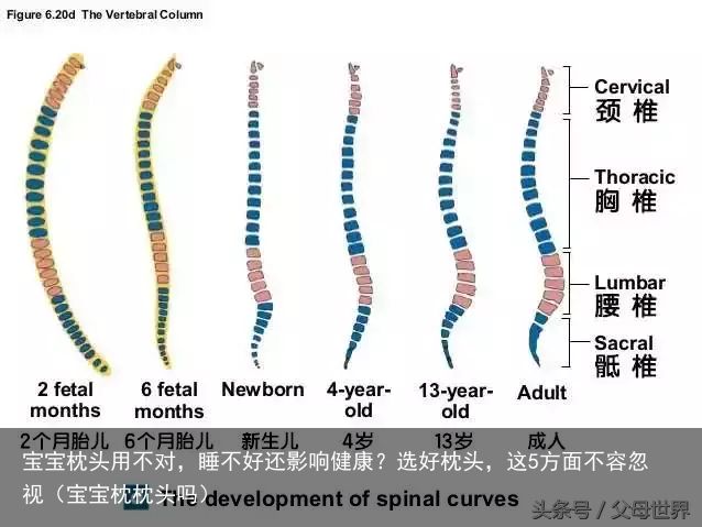 宝宝枕头用不对，睡不好还影响健康？选好枕头，这5方面不容忽视（宝宝枕枕头吗）