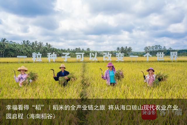 幸福看得“稻”｜稻米的全产业链之旅 将从海口琼山现代农业产业园启程（海南稻谷）
