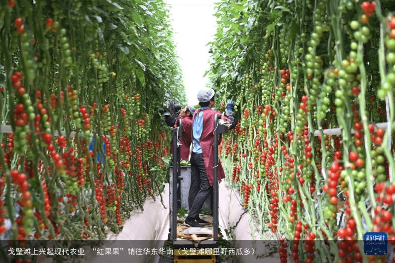 戈壁滩上兴起现代农业 “红果果”销往华东华南（戈壁滩哪里野西瓜多）
