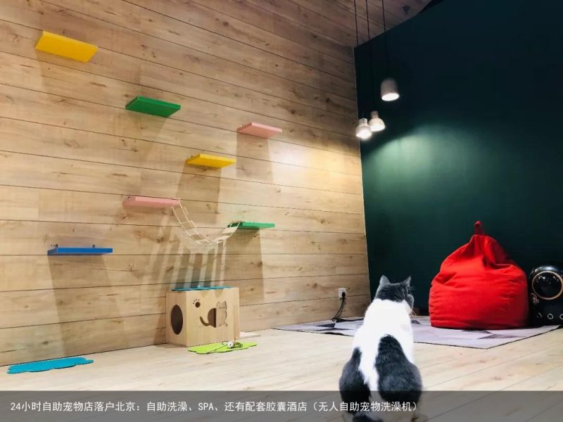 24小时自助宠物店落户北京：自助洗澡、SPA、还有配套胶囊酒店（无人自助宠物洗澡