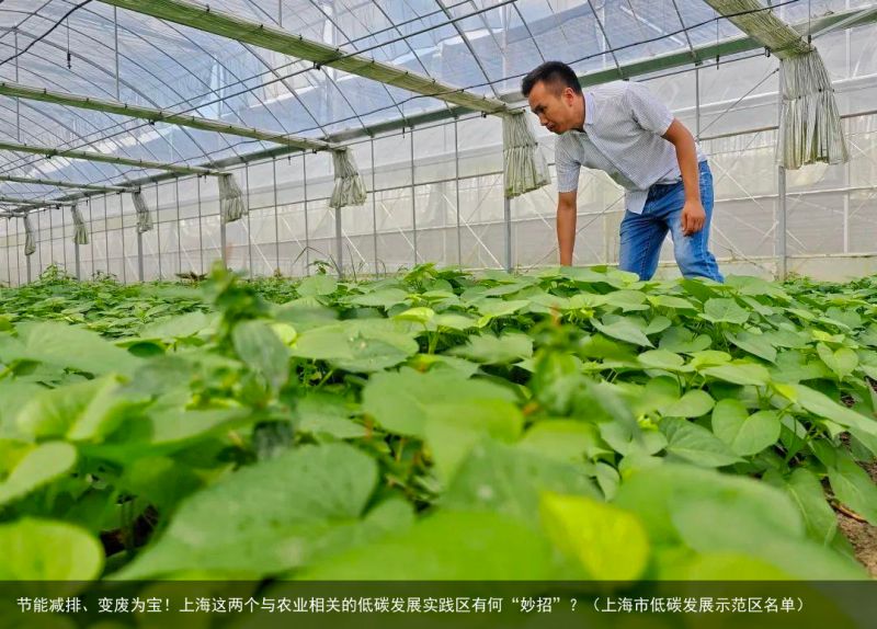 节能减排、变废为宝！上海这两个与农业相关的低碳发展实践区有何“妙招”？（上海市低碳发展示范区名单）