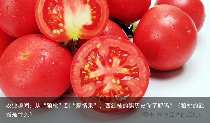 农业趣闻：从“狼桃”到“爱情果”，西红柿的黑历史你了解吗？（狼桃的武器是什么）