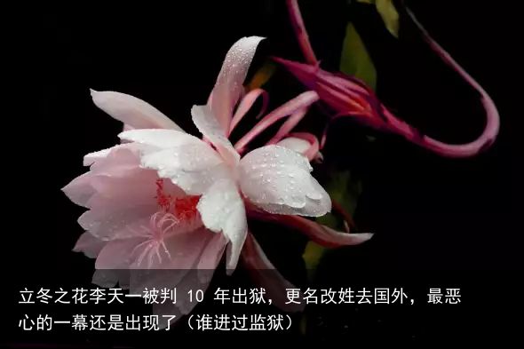 立冬之花李天一被判 10 年出狱，更名改姓去国外，最恶心的一幕还是出现了（谁进过