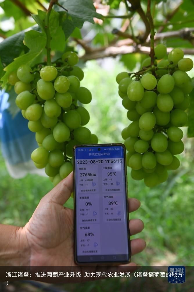 浙江诸暨：推进葡萄产业升级 助力现代农业发展（诸暨摘葡萄的地方）