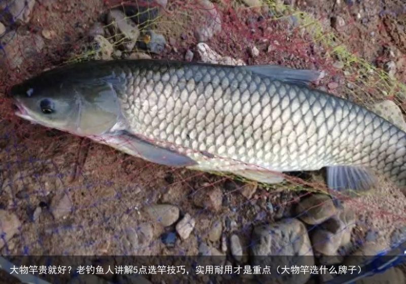 大物竿贵就好？老钓鱼人讲解5点选竿技巧，实用耐用才是重点（大物竿选什么牌子）